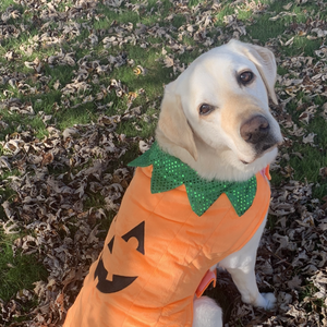 Fundraising Page: Allison Baal